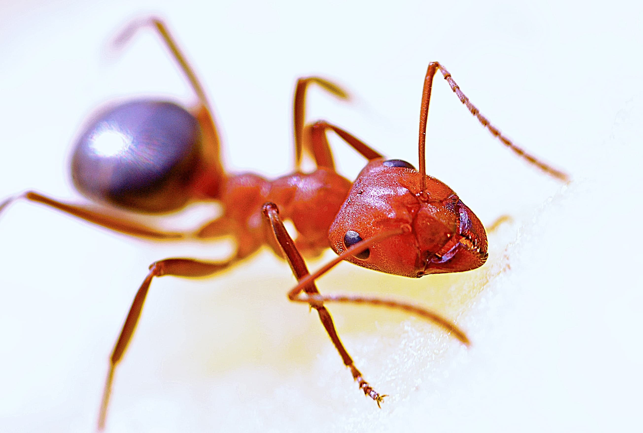 End Ant Problems at the Source