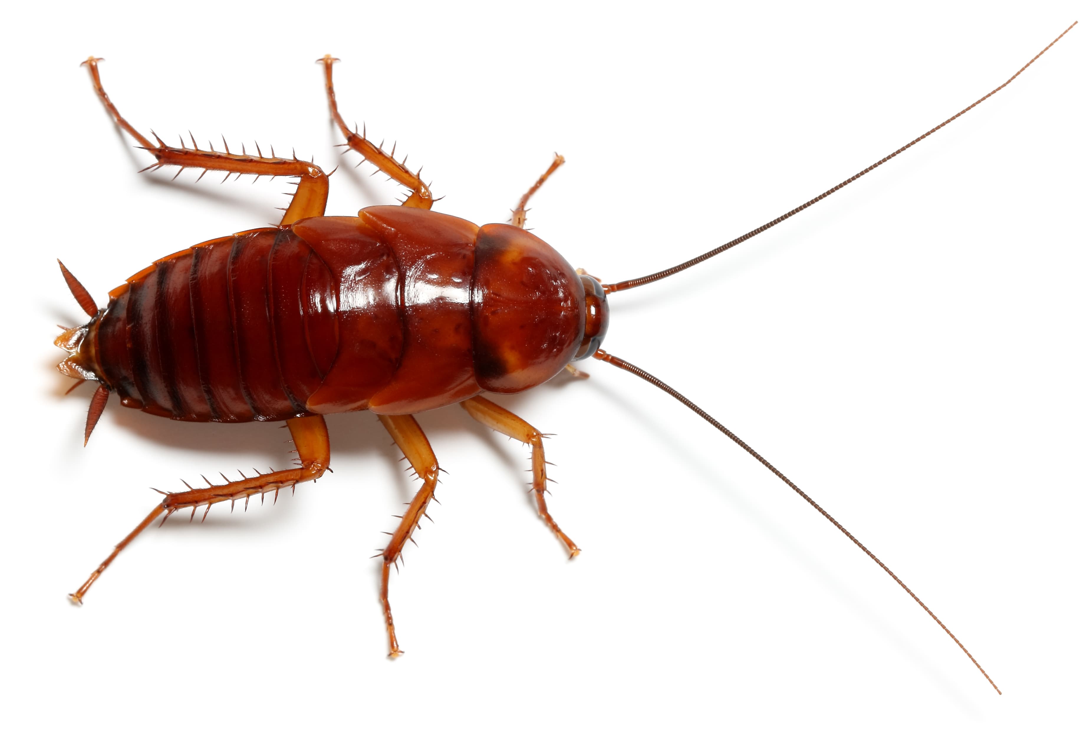 A Cleaner, Safer Home Without Cockroaches
