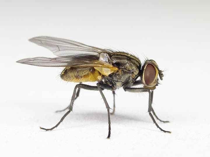 Stop Flies From Taking Over Your Home