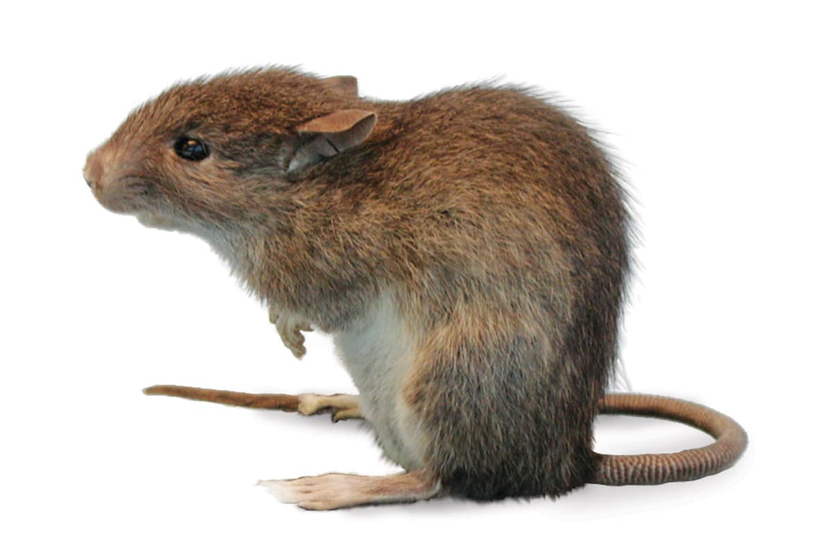 Keep Rats Out of Your Home for Good