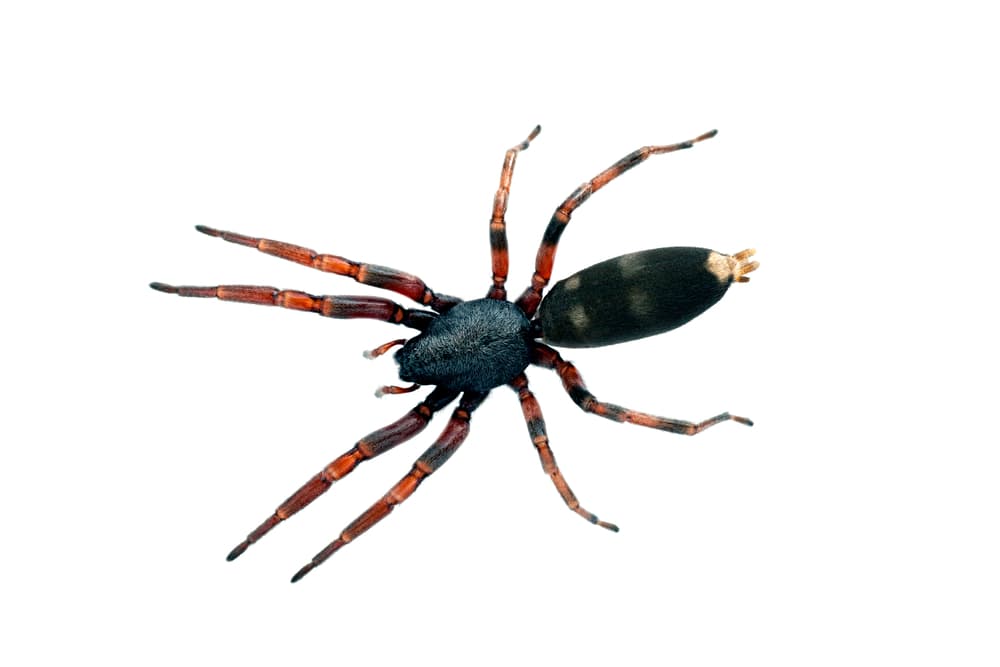 Keep Spiders Out of Your Living Spaces