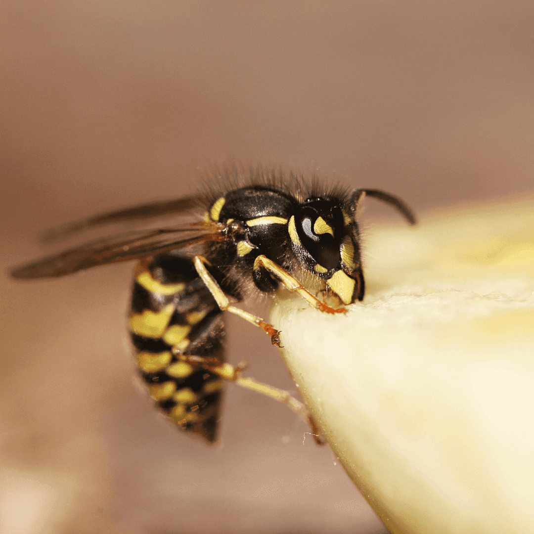 Safe Removal of Wasps From Your Property